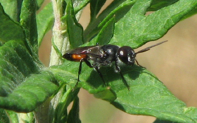 Astata sp. M (Crabronidae)